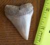 2 3/16" Mako Shark Tooth