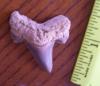 1 1/2" Auriculatus Shark Tooth