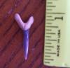 7/8" Goblin Shark Tooth