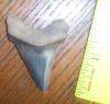 1 13/16" Angustidens Shark Tooth