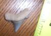 1 3/8" Angustidens Shark Tooth