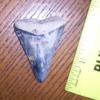 1 15/16" Great White Shark Tooth