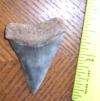 1 11/16" Great White Shark Tooth