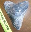 5 5/16" Megalodon Shark Tooth