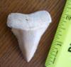 1 15/16" Great White Shark Tooth