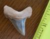 1 13/16" Angustidens Shark Tooth