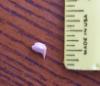 3/16" Whale Shark Tooth