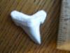 1 5/16" Angustidens Shark Tooth