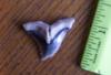 1 3/16" Hemipristis Shark Tooth