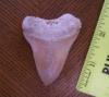 2 3/8" Mako Shark Tooth