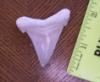 1 7/8" Angustidens Shark Tooth
