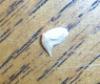 1/4" Whale Shark Tooth