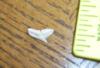 5/16" Tope Shark Tooth