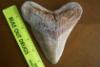 5 1/2" Megalodon Shark Tooth