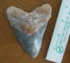 4 inch Megalodon Shark Tooth