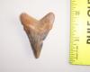 1 13/16" Pathologic Angustidens Shark Tooth