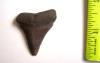 1 5/8" Great White Shark Tooth