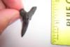 Hemipristis Shark Tooth