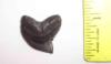 Fossil Tiger Shark Tooth