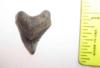 Fossil Tiger Shark Tooth