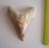 Angustidens Shark Tooth