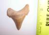 Angustidens Shark Tooth