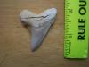 Angustidens Shark Tooth