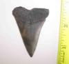 Mako Shark Tooth