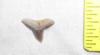 Pathologic Eocene Hammerhead Shark Tooth