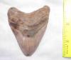 3 1/4" Megalodon Shark Tooth