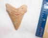 Fossil Angustidens Shark Tooth