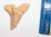 Fossil Hemi Shark Tooth