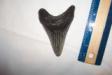 Reworked Yorktown Megalodon Shark Tooth