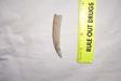Fossil Sperm Whale Tooth