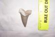 Lower Fossil Mako Shark Tooth