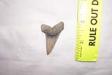 Fossil Mako Shark Tooth