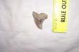 Fossil Hemi Shark Tooth