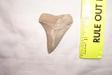 Mako Shark Tooth