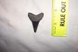 Fossil Lower Great White Shark Tooth