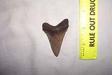 Angustidens Shark Tooth