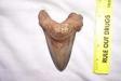 Giant Fossil Angustidens Shark Tooth