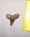 Fossil Auriculatus Shark Tooth