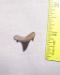 Extinct Fossil Sand Shark Tooth