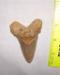 3"+ Fossil Auriculatus Shark Tooth