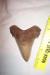 Large Super Hero Angustidens Shark Tooth