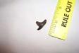 Giant Thresher Shark Tooth