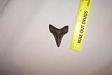 Fossil Angustidens Shark Tooth