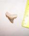Summerville Angustidens Shark Tooth