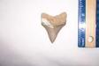 Aurora Chubutensis Shark Tooth