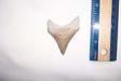 Lee Creek Chubutensis Shark Tooth